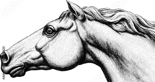 Intricate horse head dotwork tattoo design in blackwork line art style