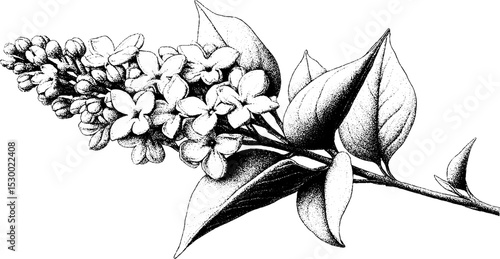 Elegant lilac sprig dotwork design for floral tattoo art