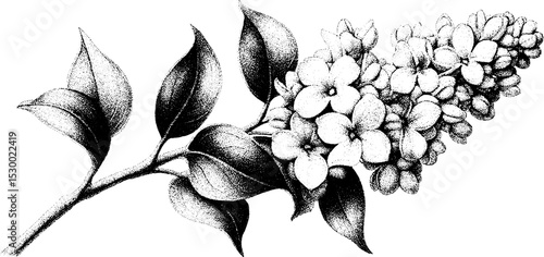 Lilac sprig with clustered flowers dotwork tattoo design for artistic inspiration