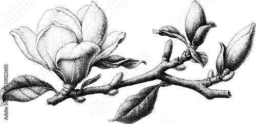 Magnolia blossom dotwork art: detailed botanical illustration for nature enthusiasts