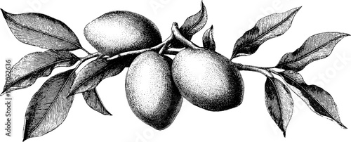 Dotwork tattoo style mango fruit on branch with leaves design