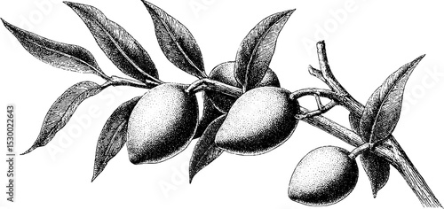 Vintage dotwork tattoo design of mango fruit on branch with leaves in blackwork style