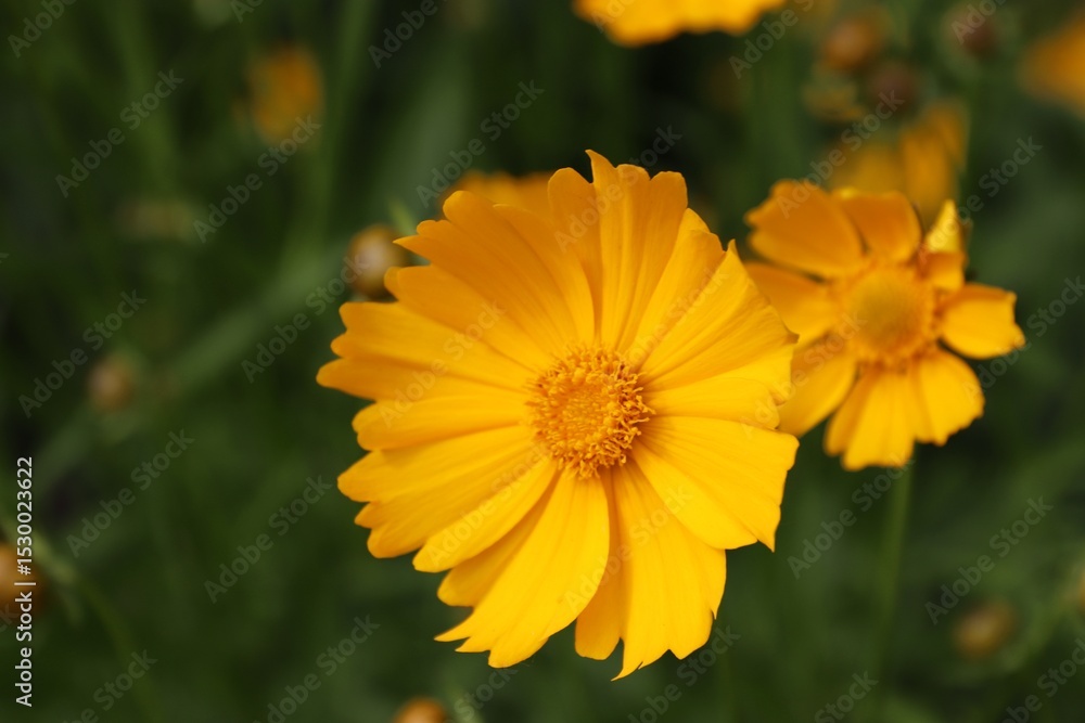 Garden sunflower, yellow daisy, close-up, with a bee on the flower Garden sunflower, yellow daisy, close-up, with a bee on the flower