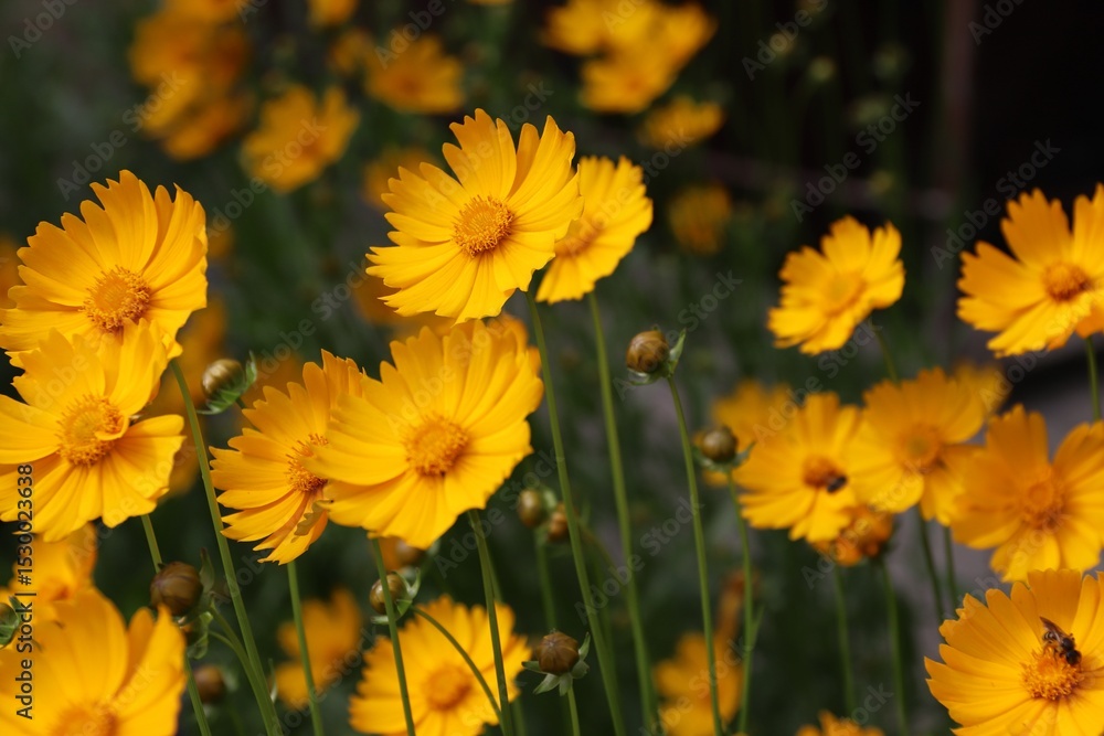 Garden sunflower, yellow daisy, close-up, with a bee on the flower Garden sunflower, yellow daisy, close-up, with a bee on the flower