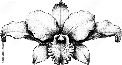 Orchid bloom with detailed dotwork tattoo style design for artistic inspiration