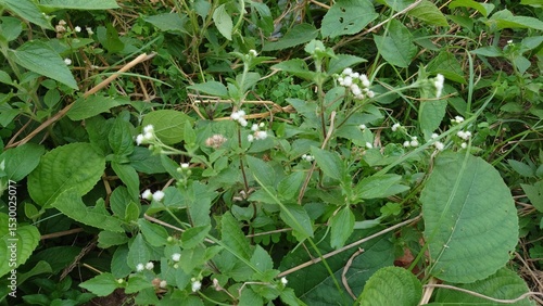 green plant in the garden