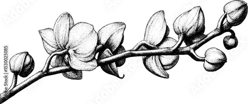 Dotwork orchid stem with buds in tattoo style for botanical design