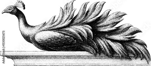 Elegant peacock with spreading ornate tail feathers in profile for vintage design
