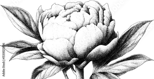 Intricate dotwork tattoo style peony bloom with layered petals for design aesthetics