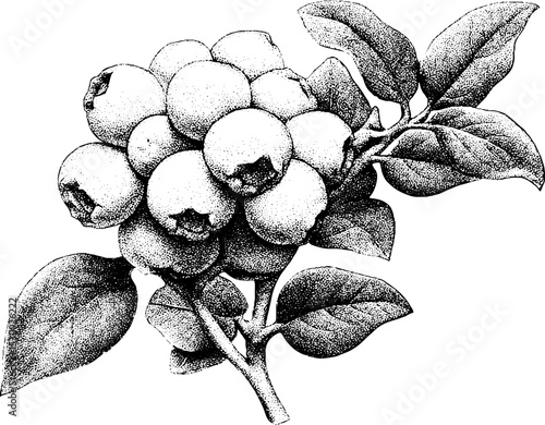 Dotwork tattoo design featuring plump blueberry cluster in black ink style
