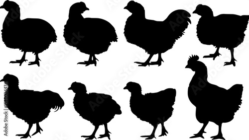 "Black silhouette illustrations of domestic fowl, varied in age and size, spaced naturally across a plain white canvas, done in an educational, clean, flat art style."