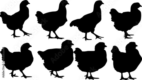 "Black silhouette illustrations of domestic fowl, varied in age and size, spaced naturally across a plain white canvas, done in an educational, clean, flat art style."