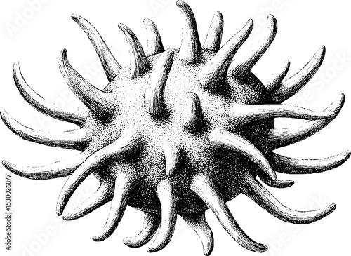 Intricate dotwork tattoo design featuring spiked rambutan fruit in black and white
