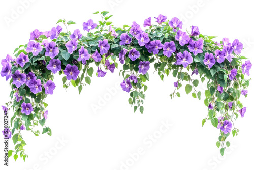 Fototapeta Naklejka Na Ścianę i Meble -  Vibrant purple flowers hanging overhead indoor garden floral arrangement bright setting isolated on transparent background