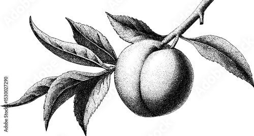Dotwork tattoo style peach illustration with leaves and branch for nature-inspired designs