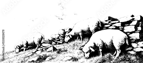 Tranquil sheep grazing on hilltop with stone wall