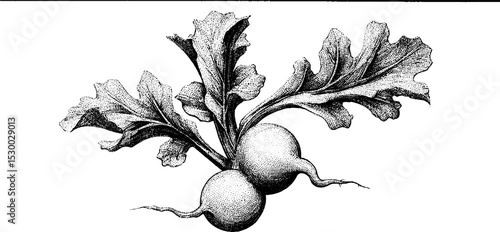 Detailed botanical drawing of sliced radish with veins and texture