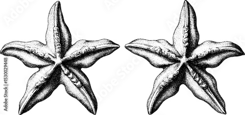 Intricate starfish design with textured arms and sand grains for coastal decor