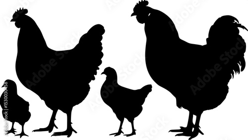 "Cleanly rendered silhouettes of poultry, arranged to show contrast in form and scale, from chicks to full-grown roosters, all in black on a white background."
