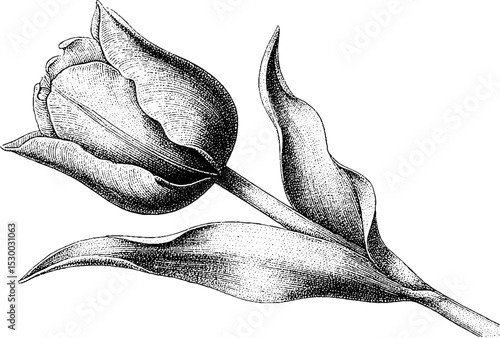 Detailed tulip bud with smooth petals in dotwork tattoo design