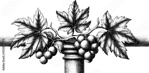Grape clusters and vine leaves entwined around classical column design for print or decor