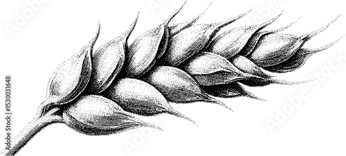 Intricate dotwork style wheat ear illustration for tattoo design