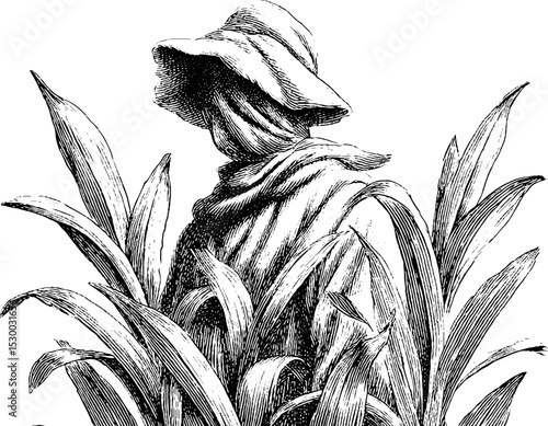 Rustic wheat field scene with single scarecrow among stalks for autumn decoration