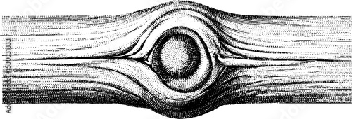 Detailed wood grain texture with knot and ring patterns for design projects