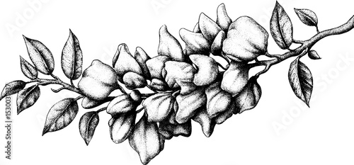 Elegant wisteria flowers cascading on a curved branch in black and white art
