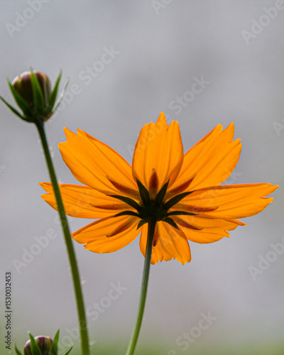 Sulphur cosmos, orange cosmos, yellow cosmos