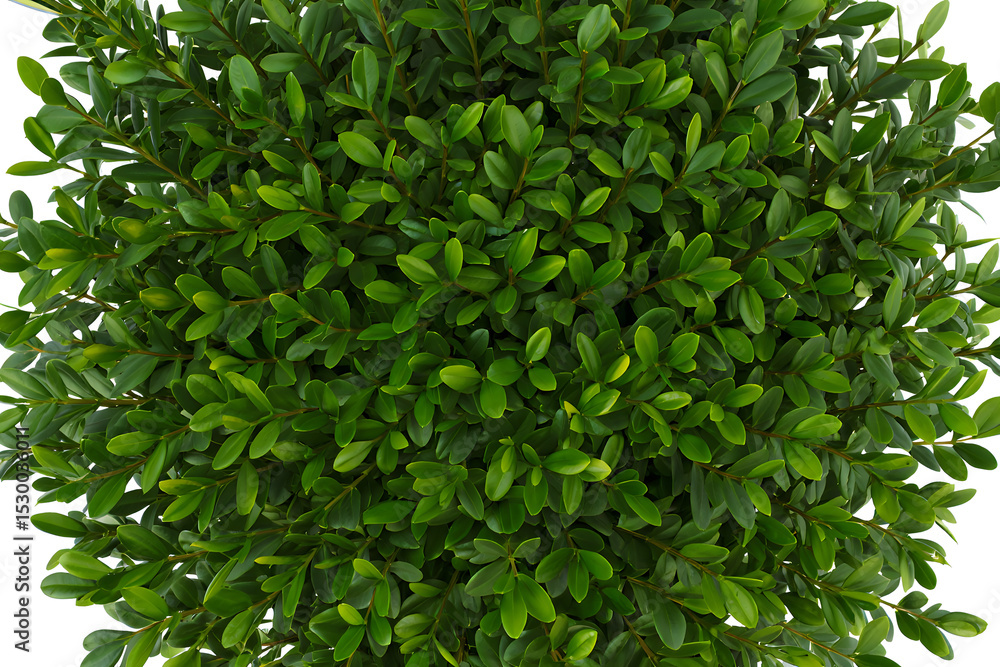 Obraz premium Lush green boxwood top view perfect for landscaping design