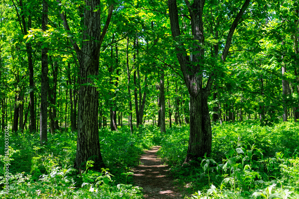 Obraz premium 森の道