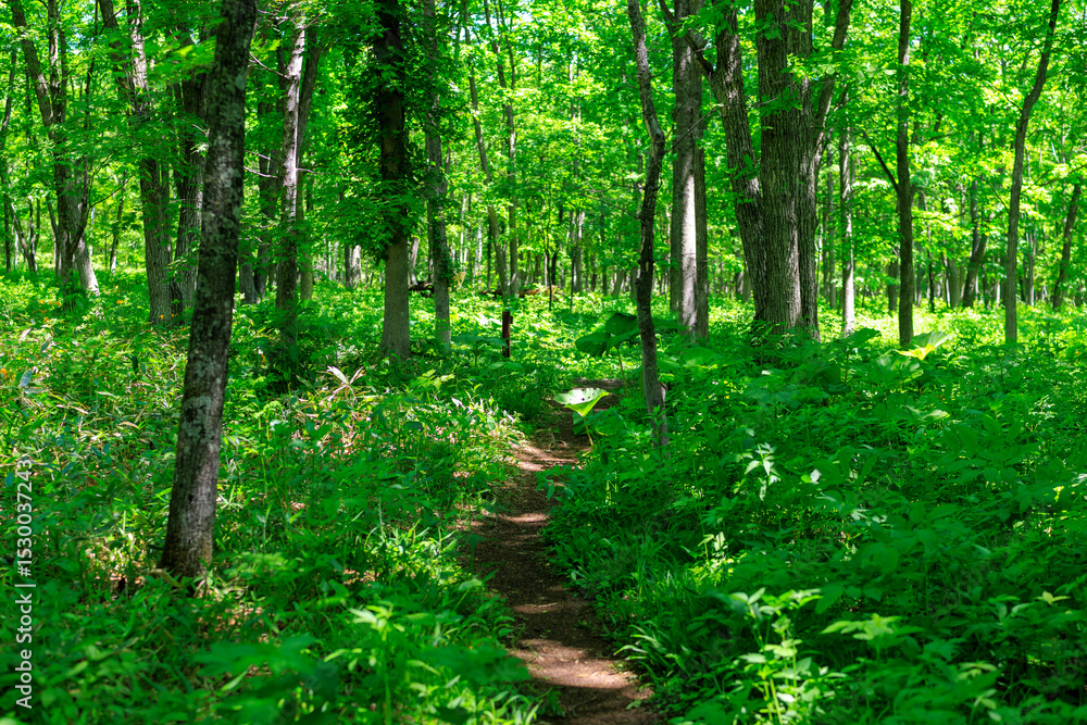 Obraz premium 森の道
