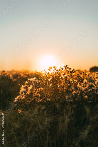 Golden wheat and fluffy thistle heads glowing in dramatic sunset backlight