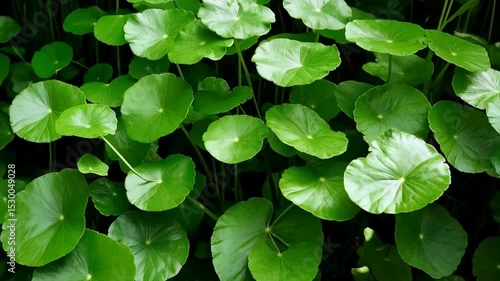 Close-up view showing vibrant green Gotu Kola leaves arranged naturally with dark, diffused light, highlighting their distinct circular shapes.