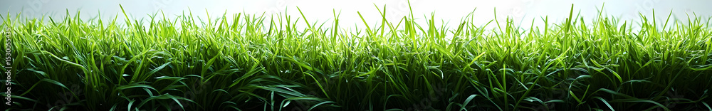 Sunlit Grass Blades in Nature Sunlit Grass Blades in Nature
