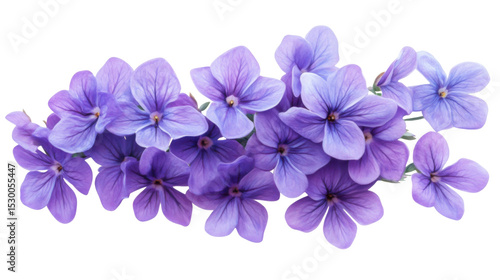 Wallpaper Mural Vibrant bouquet of purple lavender flowers on white background  Torontodigital.ca