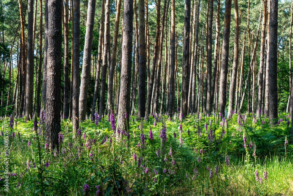 Violetter Fingerhut im Wald, Digitalis purpurea Violetter Fingerhut im Wald, Digitalis purpurea