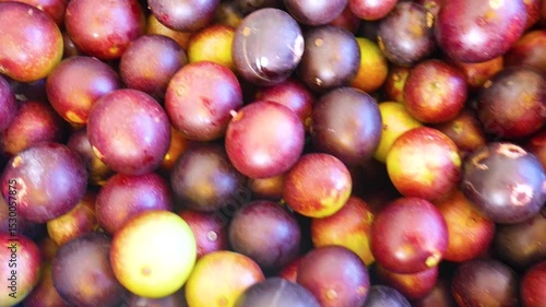 VISTA CENITAL CAMU CAMU BAYA SELVTICA (Myrciaria dubia), TINGO MARIA PERU.	