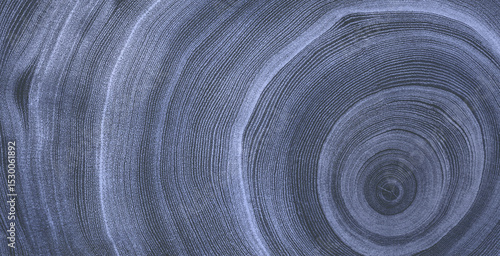 Faded denim blue gray cut wood texture. Detailed black and white texture of a felled tree trunk or stump. Rough organic tree rings with close up of end grain.