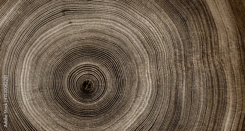 Warm gray cut wood texture. Detailed black and white texture of a felled tree trunk or stump. Rough organic tree rings with close up of end grain.
