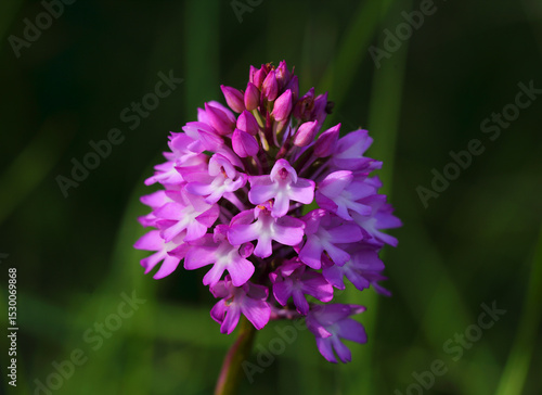 Pyramidal orchid - Anacamptis pyramidalis growing in nature. Oeiras, Portugal.  Orchidaceae family.