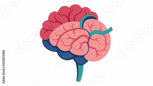 Detailed drawing of the brain stem showcasing its vital role in controlling basic functions such as breathing and heart rate.. Vector illustration