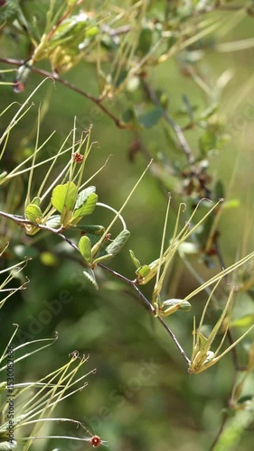 Birch Leaf Mountain Mahogany, Cercocarpus Betuloides Variety Betuloides, a dear native shrub displaying immature cylindric trichomatic achene fruit during Spring in the Santa Monica Mountains.