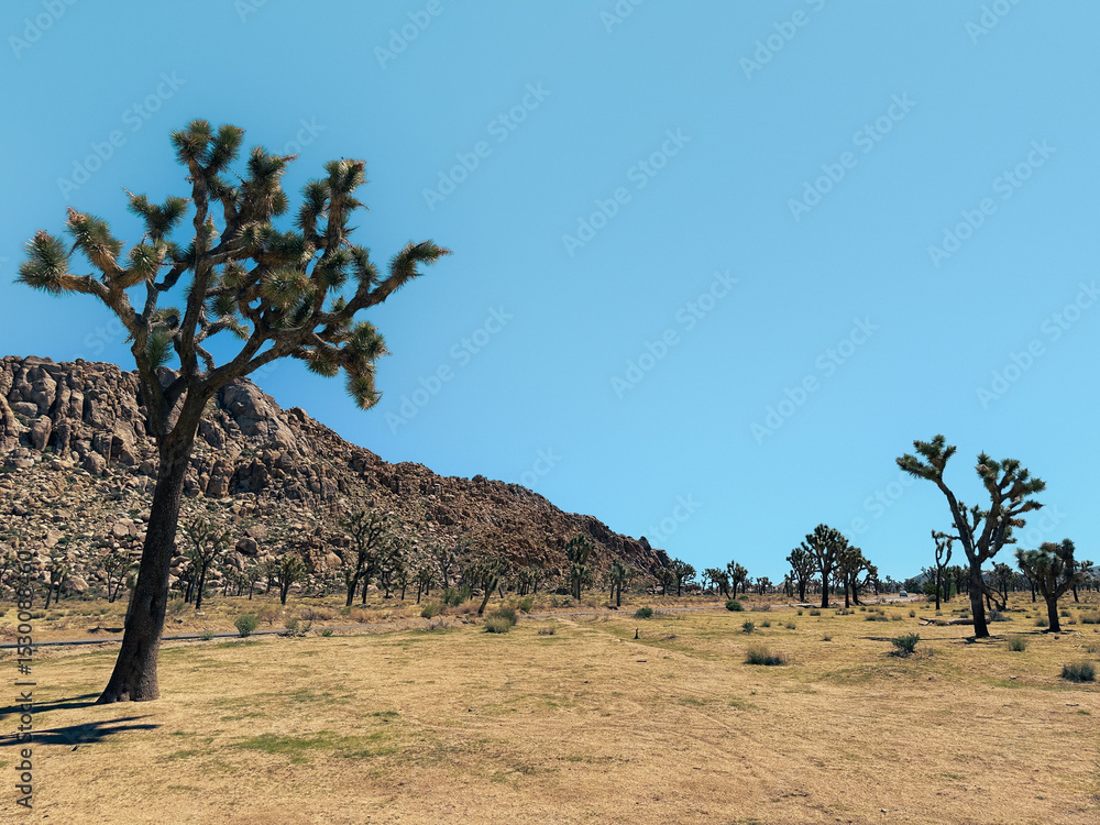 Fototapeta premium Joshua Trees
