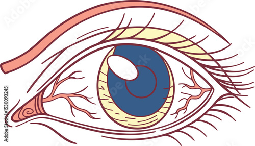Detailed Human Eye Illustration