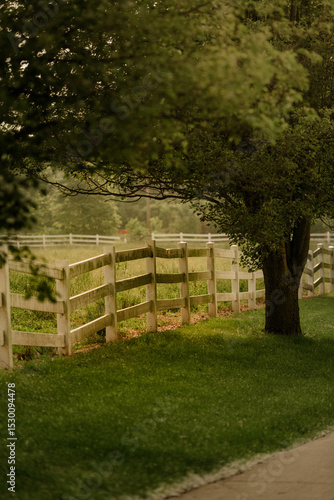 Summer pastures 