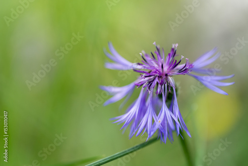 Wallpaper Mural Purple Cornflower Against a Blurred Green Background Torontodigital.ca