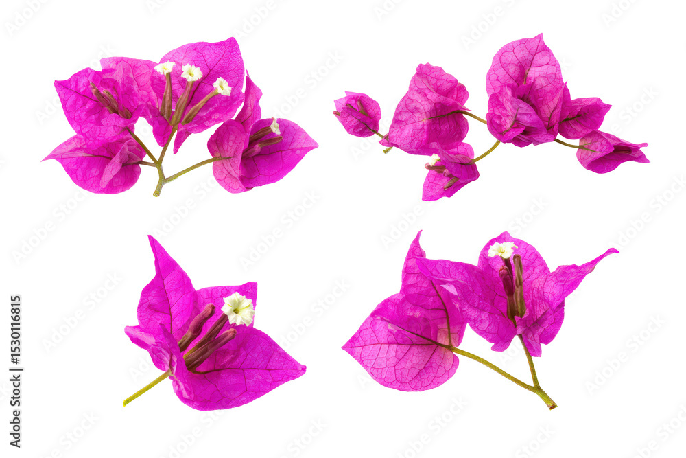 Fototapeta premium Flat-lay studio photo of scattered bougainvillea petals, soft lighting, top-down view, isolated on black background showcasing papery texture and intense pink hue