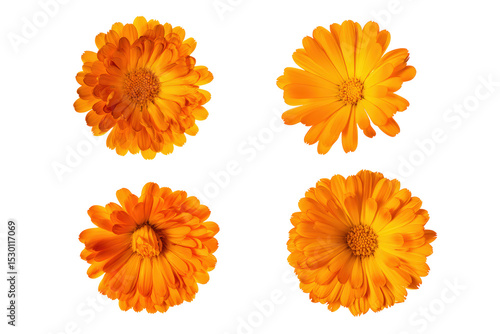 Flat-lay image of calendula flowers arranged symmetrically, soft lighting, top-down view, isolated on black background revealing vivid petals and sunny structure